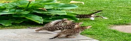 Bengal cats for sale: Beautiful Bengal Cross Kittens in Bexhill-on-Sea - Advert 5