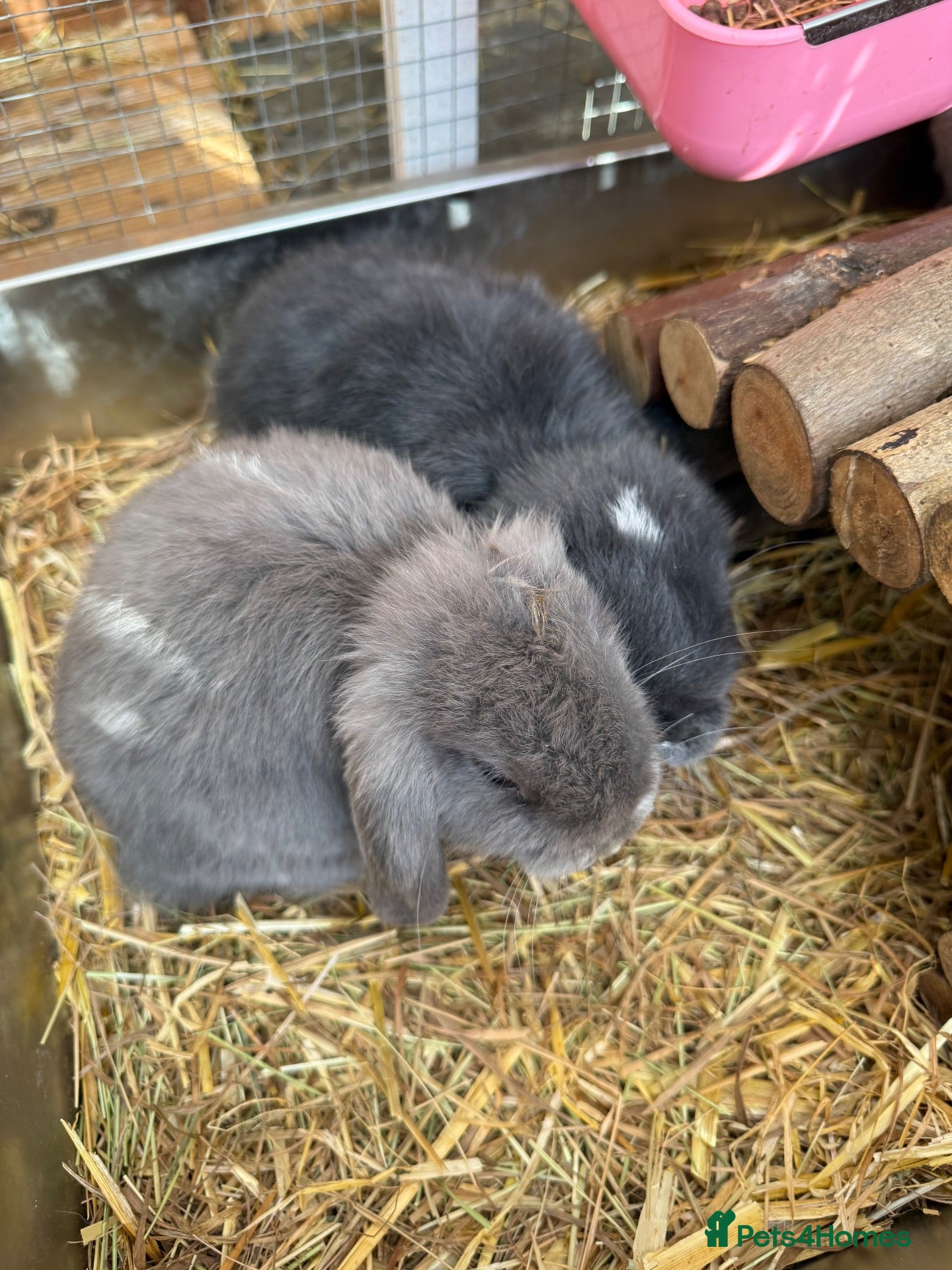 Mini Lop rabbits READY TO LEAVE NOW x 2 ♥️ - Advert 1