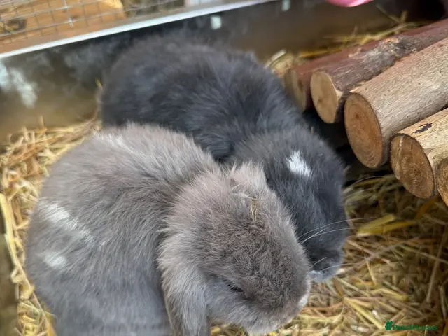 Mini Lop rabbits READY TO LEAVE NOW x 2 ♥️ - Advert 1