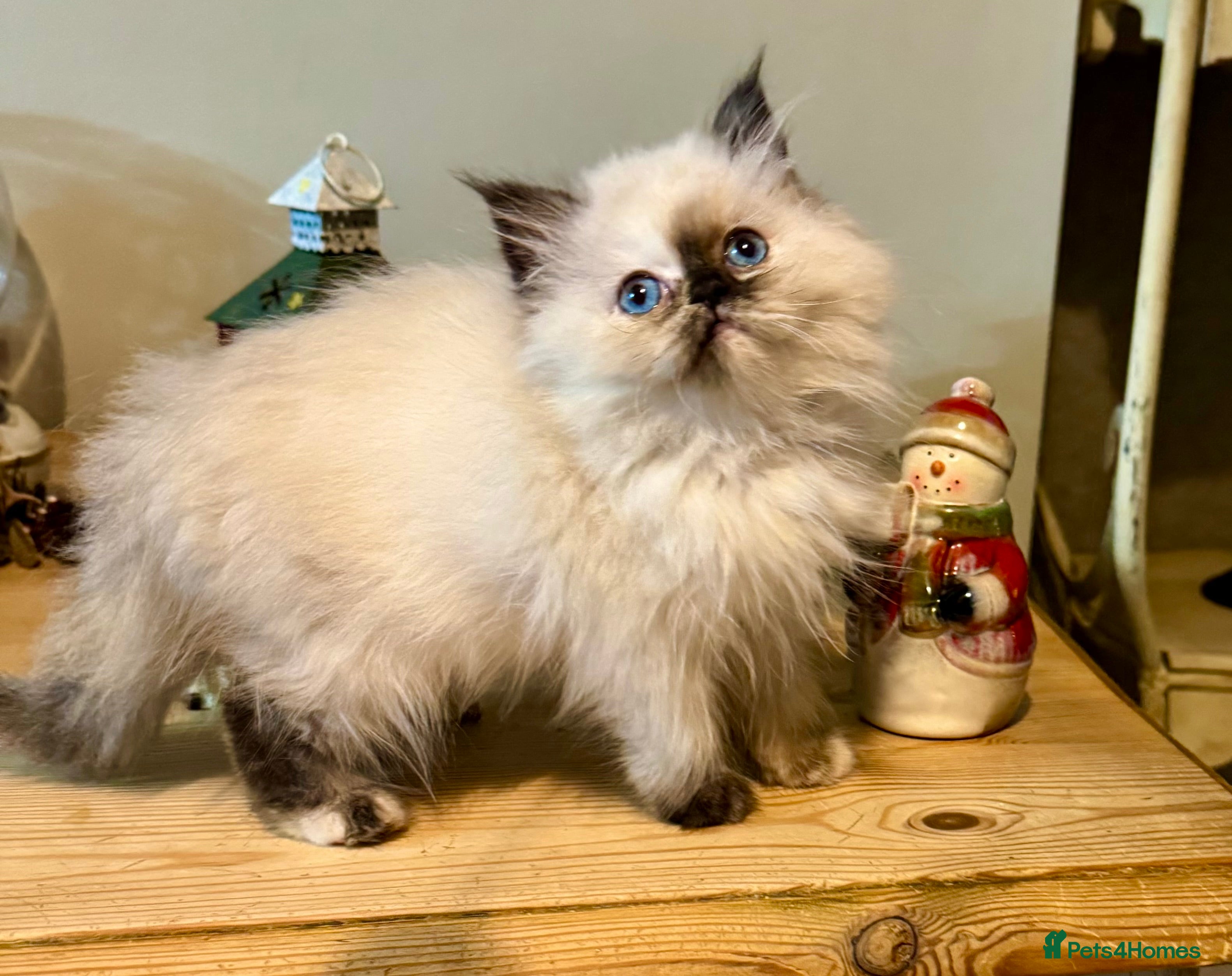 Persian cats Persian kittens ready now - Advert 6