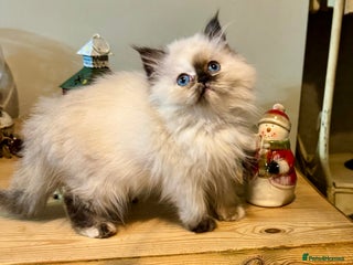 Persian cats Persian kittens ready now - Advert 5