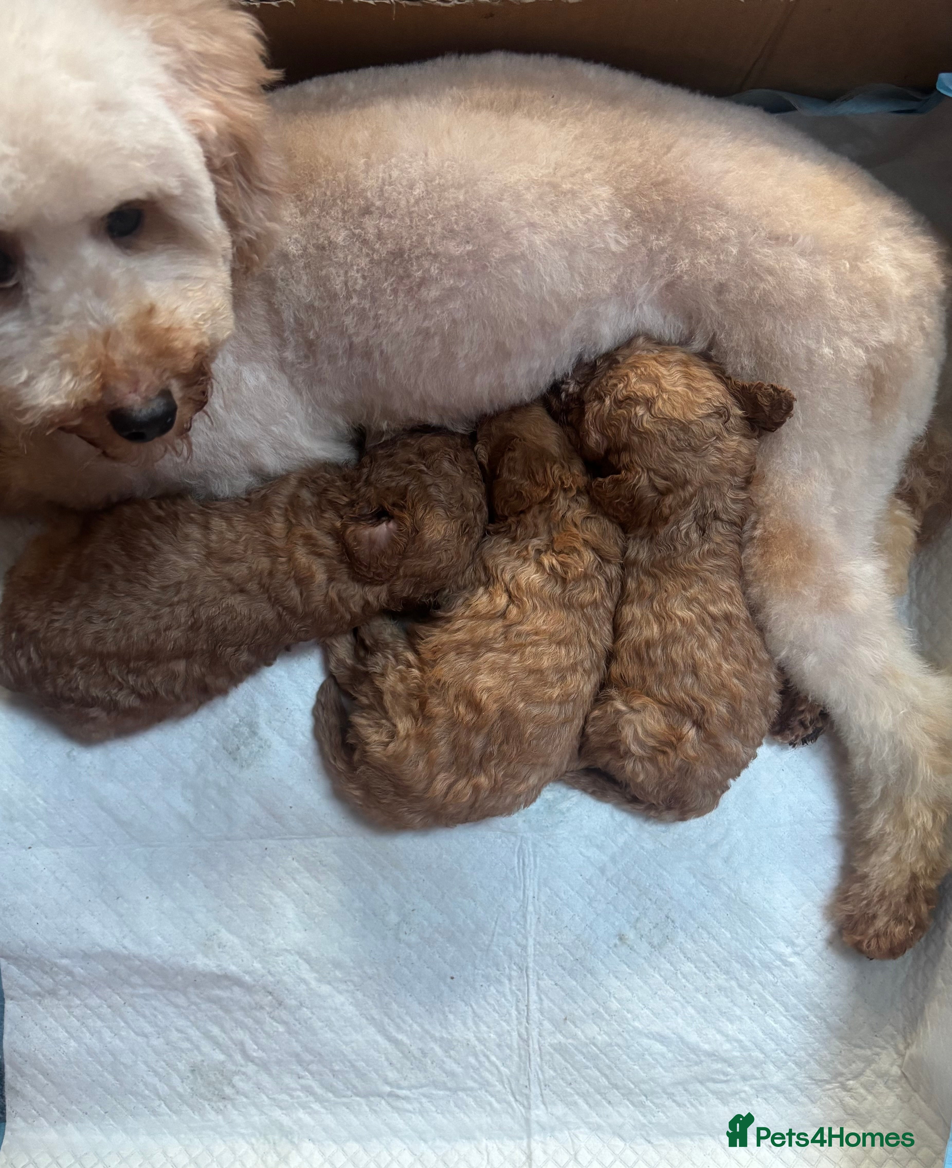 Miniature Poodle dogs Stunning Miniature Poodle Red Pups PRA clear - Advert 13