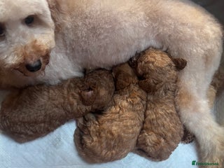 Miniature Poodle dogs Stunning Miniature Poodle Red Pups PRA clear - Advert 1