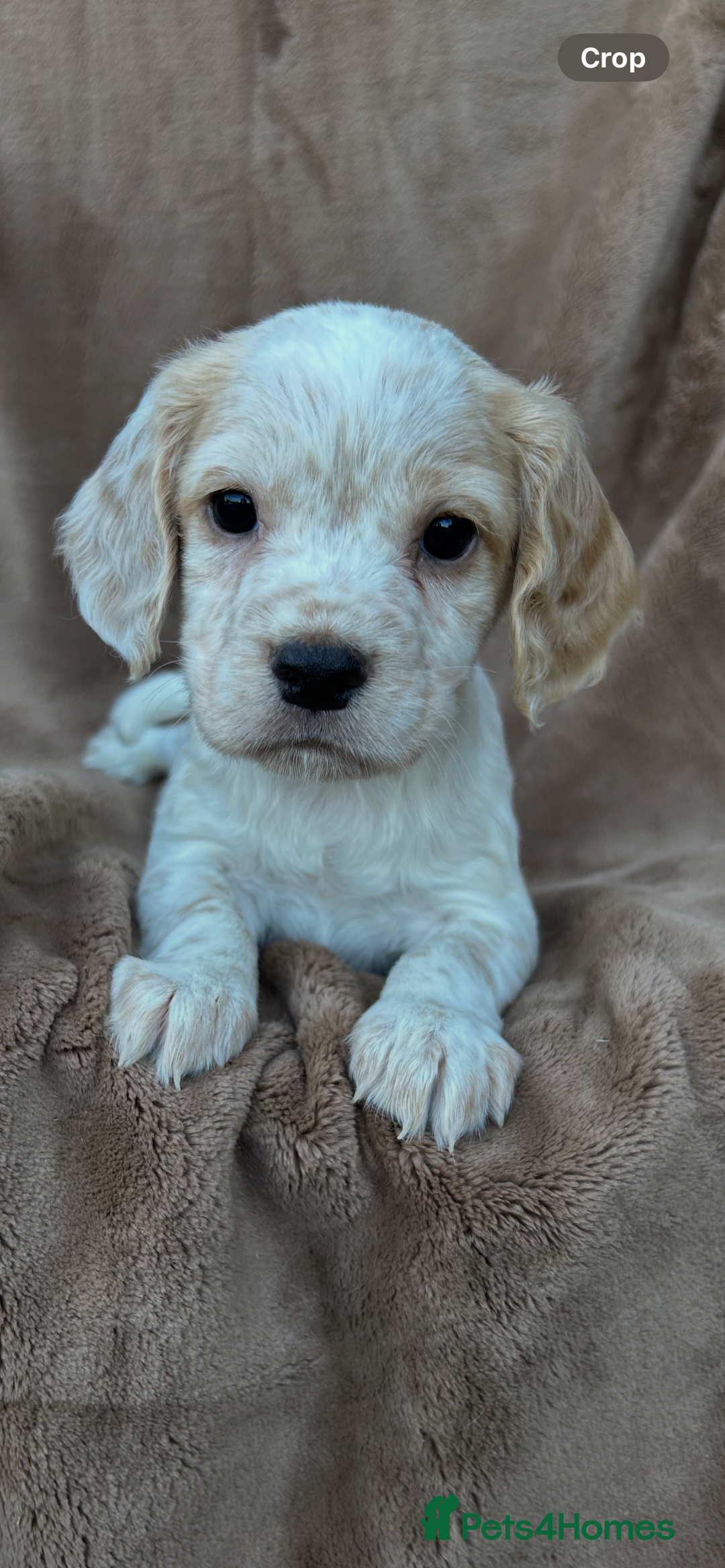 Cocker Spaniel dogs for sale: Gorgeous kc registered cocker spaniel puppies - Image 15