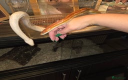 Corn Snake reptiles for sale: X2 4½ft-5ft corn snakes - Image 2