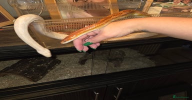 Corn Snake reptiles - Advert 11