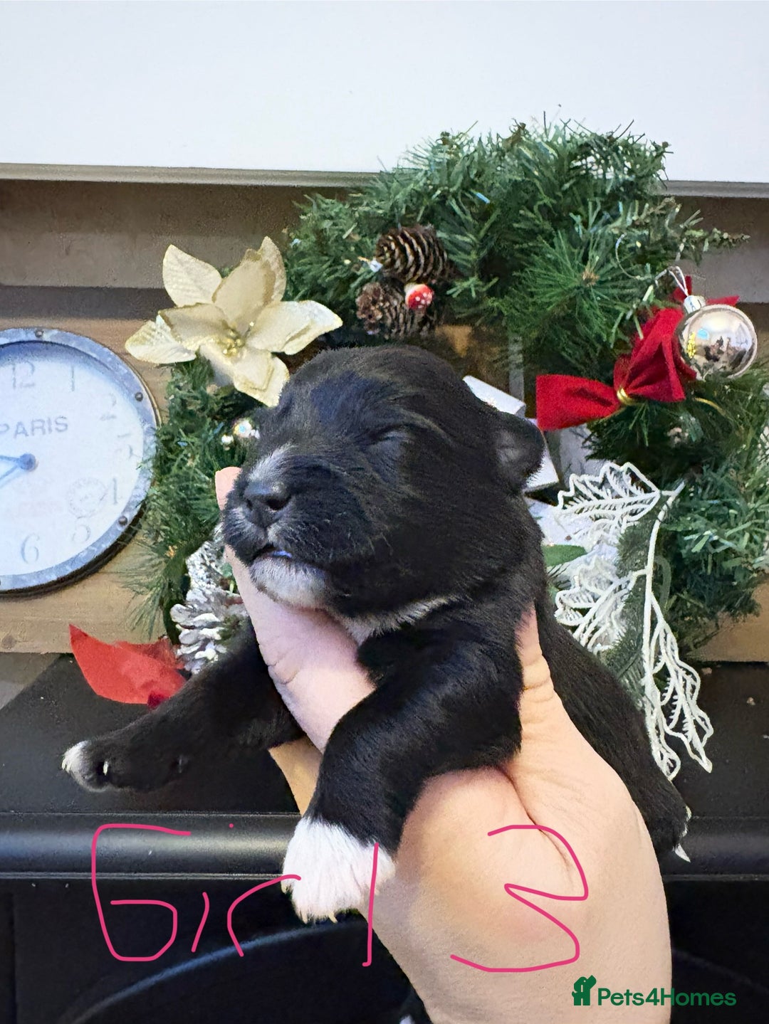 Patterjack dogs for sale: Patterjack  - Advert 3