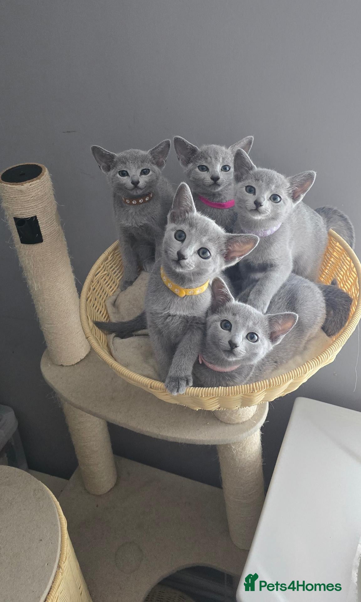 Russian Blue cats Russian Blue kittens Full Pedigree  - Advert 1