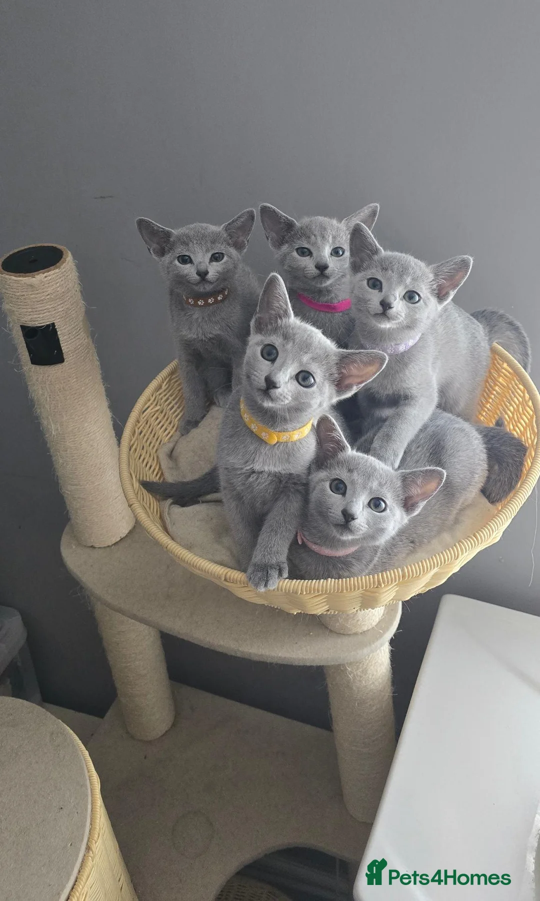 Russian Blue cats for sale: Russian Blue kittens Full Pedigree  - Advert 1
