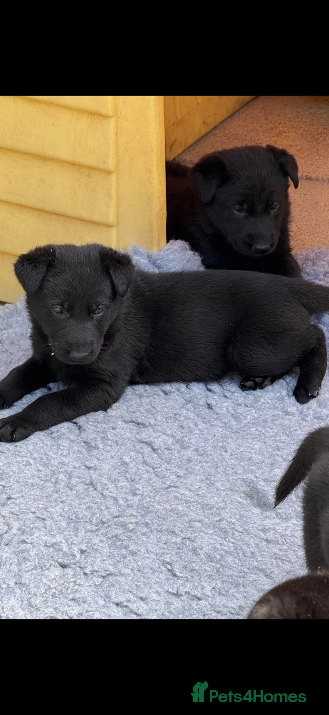 German Shepherd dogs for sale: GSD Puppies, straight back  - Image 8