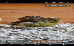 Canaries birds for sale: Two Canary Birds for sale, £20 each - Image 23