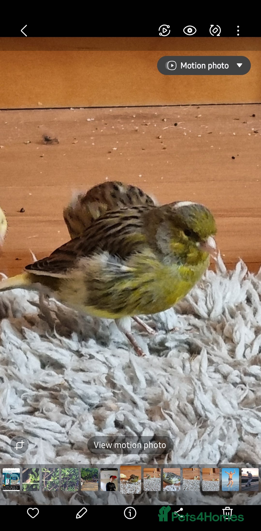 Canaries birds for sale: Two Canary Birds for sale, £20 each - Image 23