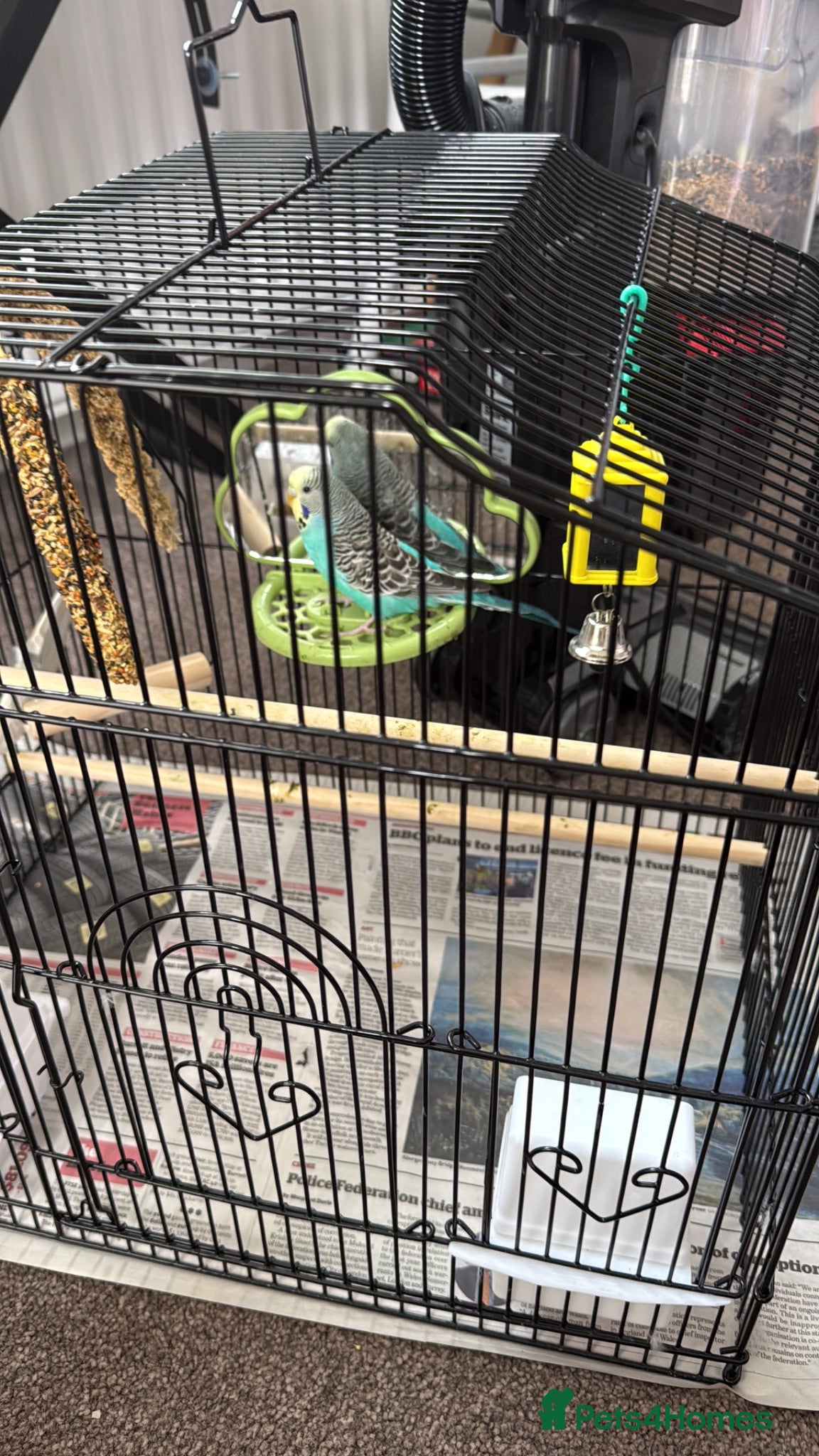 Budgerigars birds Budgie needs rehoming  - Advert 4