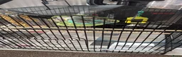 Budgerigars birds for sale: Budgie needs rehoming  in Runcorn - Advert 1