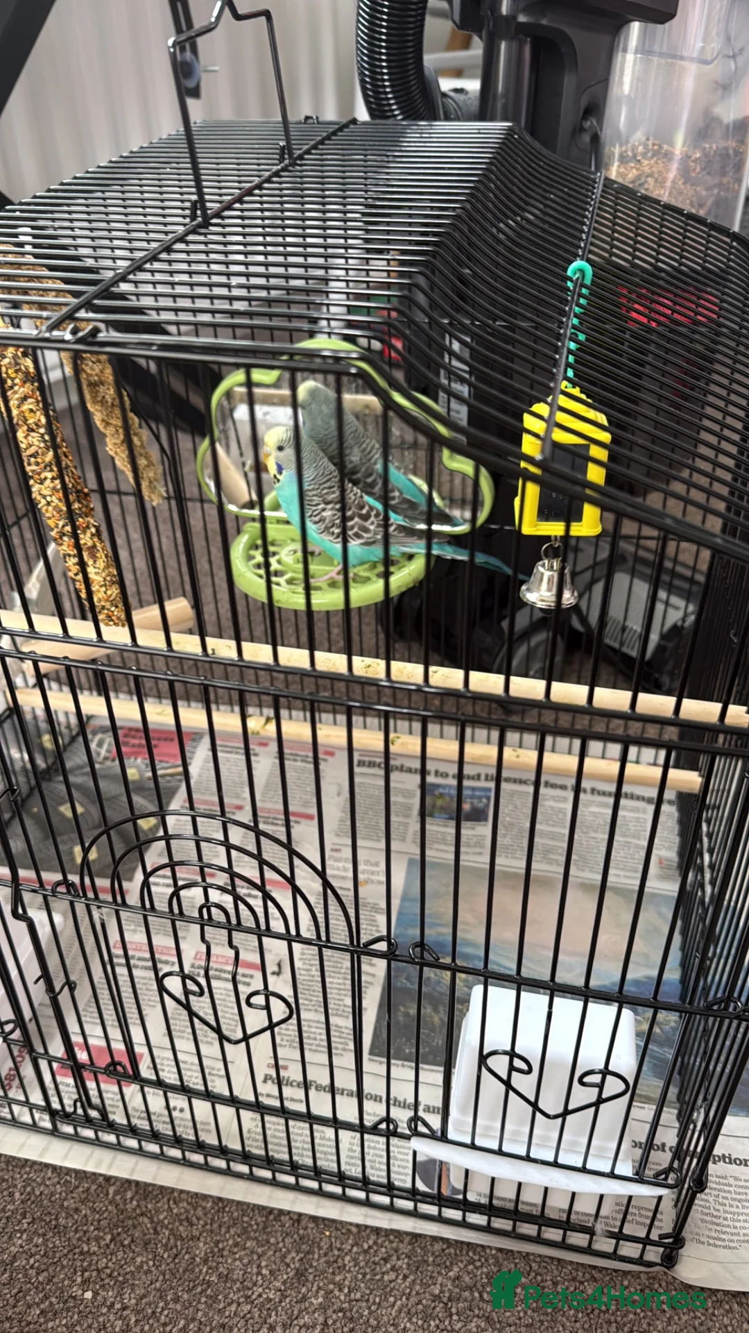 Budgerigars birds for sale: Budgie needs rehoming  in Runcorn - Advert 1