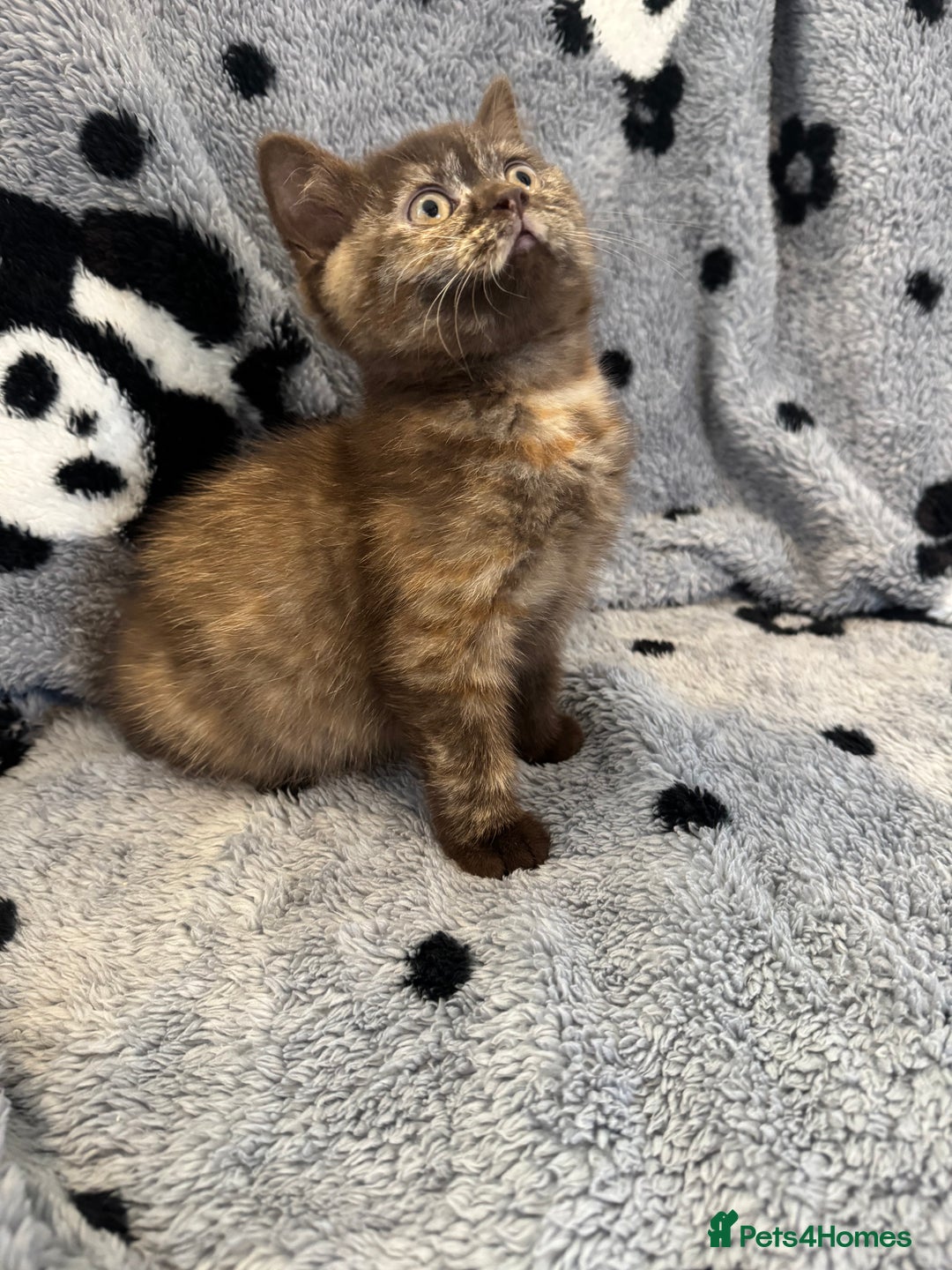 British Shorthair cats for sale: Gccf British Shorthair Kitten last girl available - Advert 3