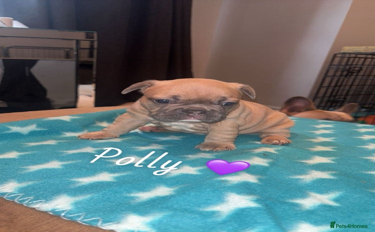 French Bulldog dogs - Advert 14