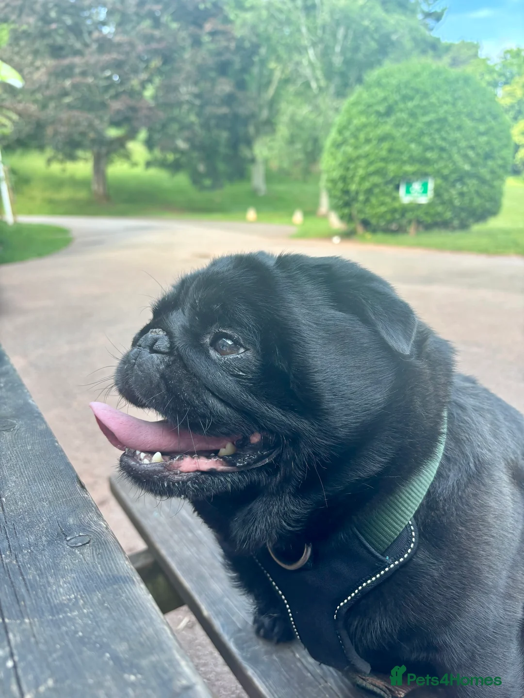Pug dogs for stud: Kc registered pug available for stud  - Advert 3