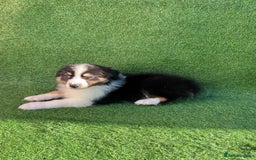 Australian Shepherd dogs for sale: Australia shepherd Kc puppies  - Image 20