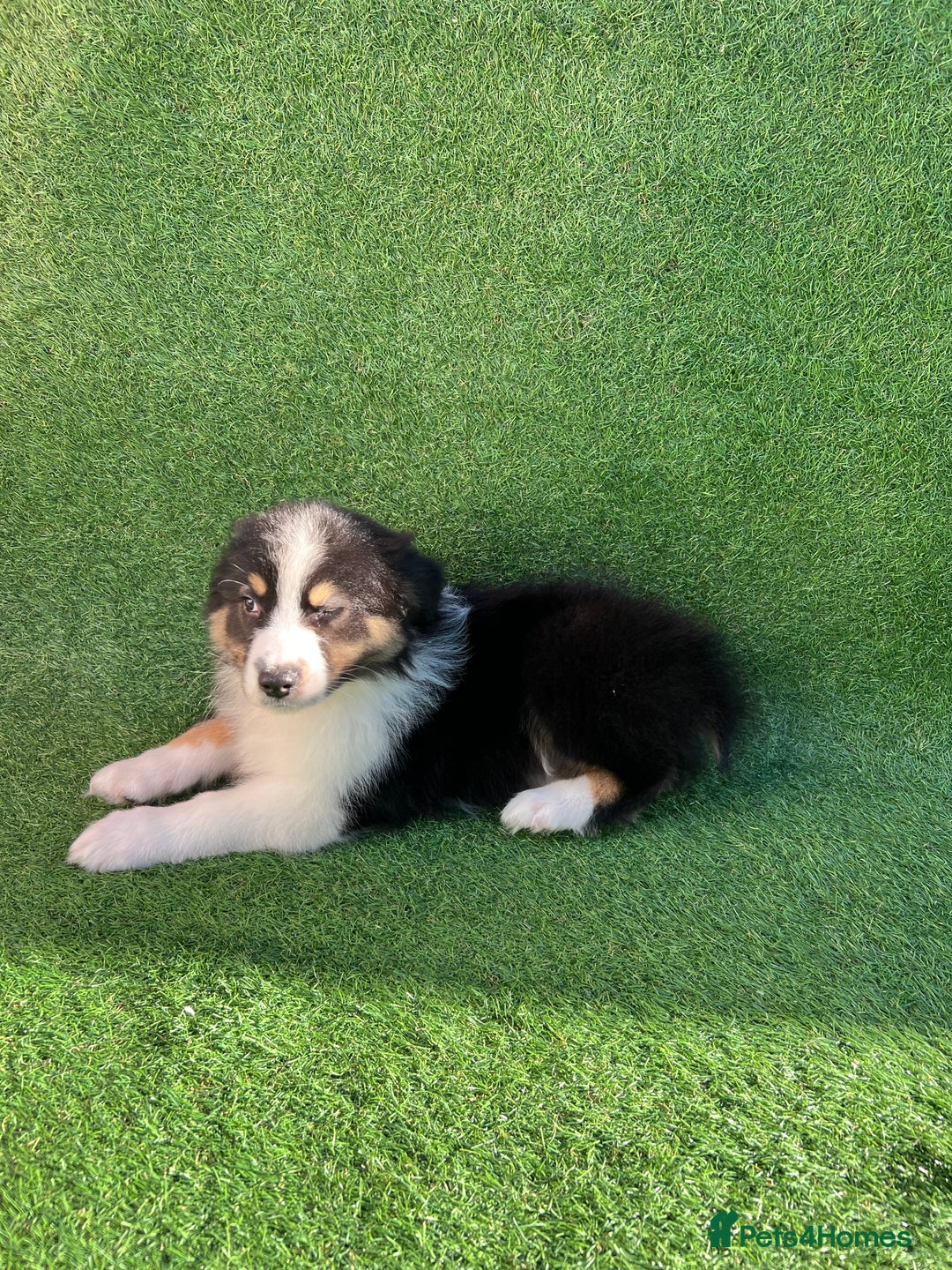 Australian Shepherd dogs for sale: Australia shepherd Kc puppies  - Image 20
