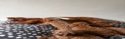 Cavapoo dogs for sale: Gorgeous CavaPoo puppies - Advert 8