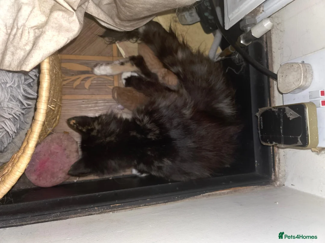 Mixed Breed cats for sale: Maine Coon cross Ragdoll  - Advert 1
