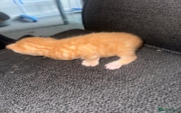 Manx cats for sale: Beautiful Banx Kittens  - Image 17