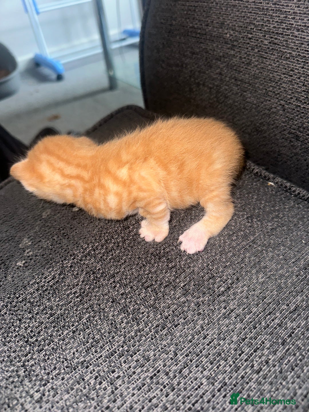 Manx cats for sale: Beautiful Banx Kittens  - Image 17
