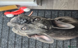 French Bulldog dogs for sale: Female frenchie (18 months old ) - Image 1