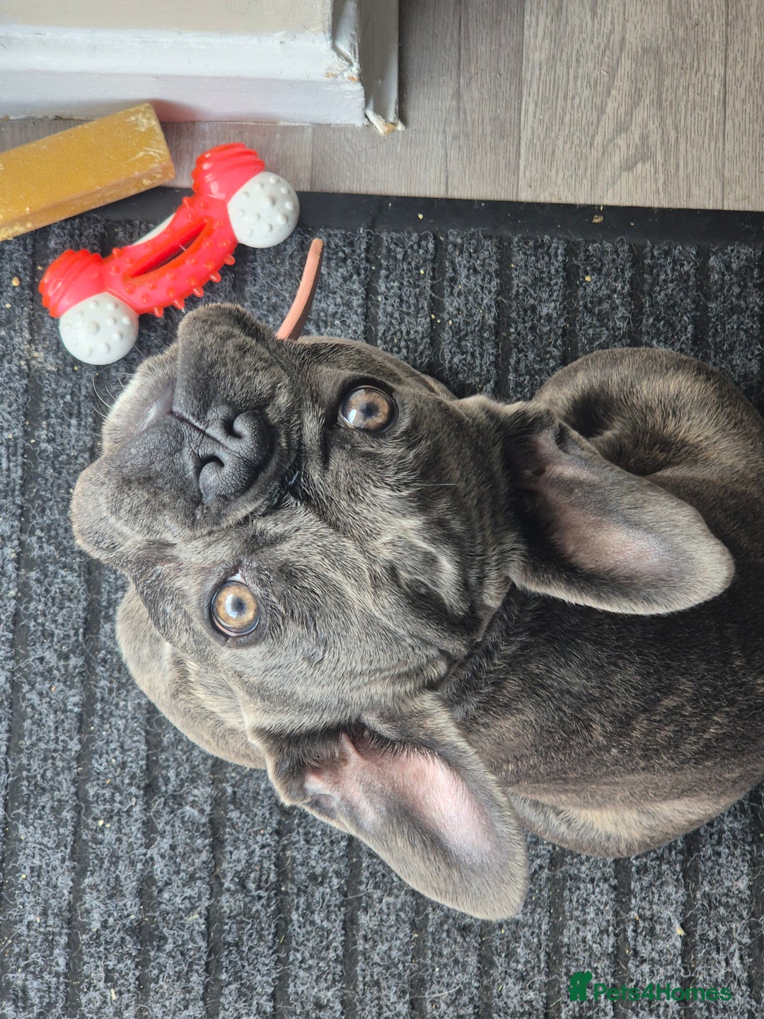 French Bulldog dogs for sale: Female frenchie (18 months old ) - Image 1