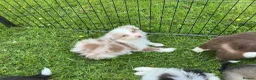Border Collie dogs for sale: Stunning border collie pups  - Advert 11