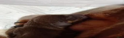 Dachshund dogs for sale: Male sausage dog puppy  in Bristol - Advert 10