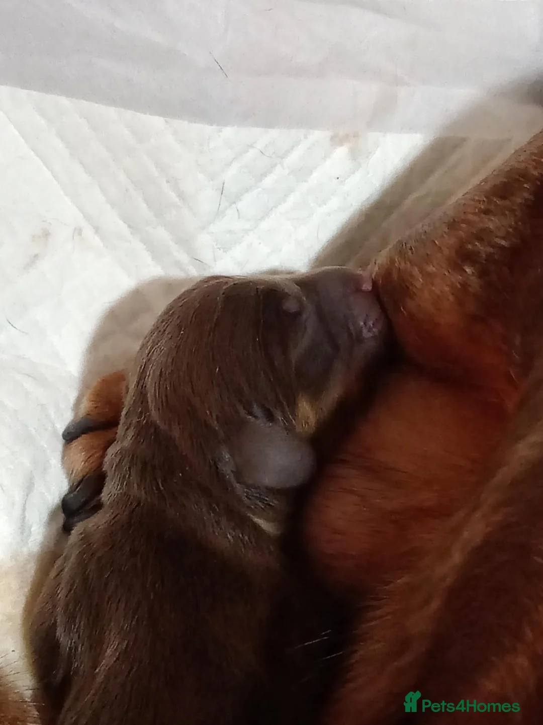 Dachshund dogs for sale: Male sausage dog puppy  in Bristol - Advert 10