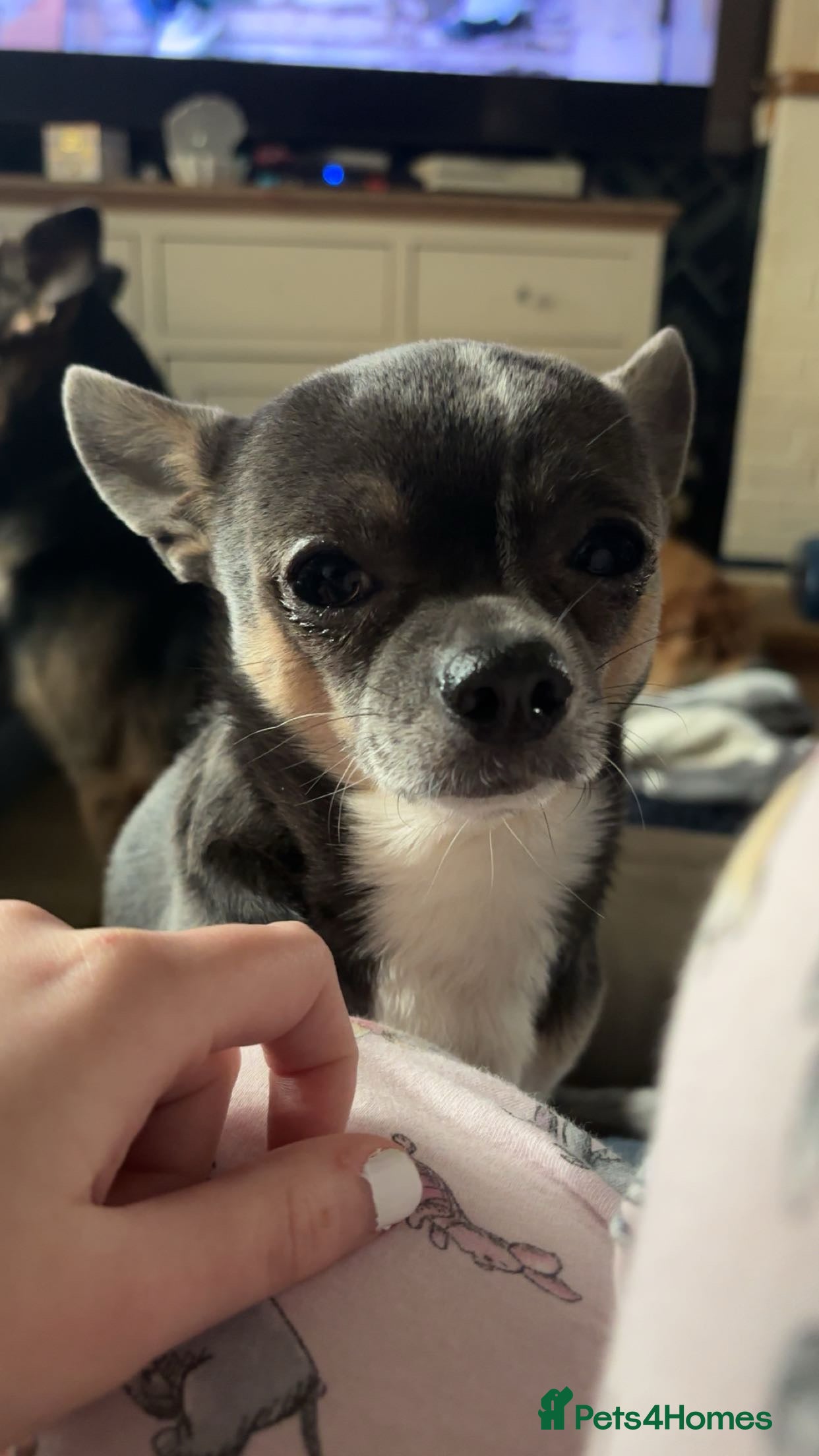 Chihuahua dogs male chihuahua for rehoming - Advert 1