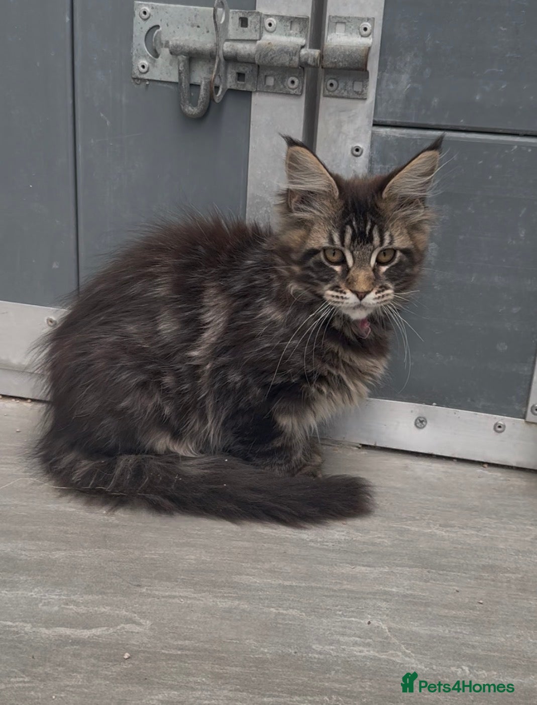 Maine Coon cats XL black ,tabby maine coon kittens - Advert 2