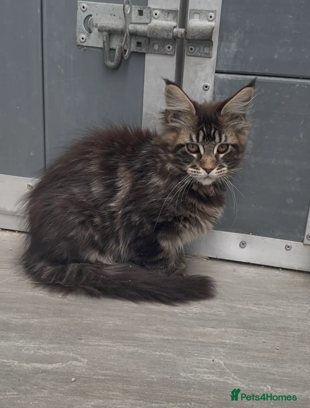 Maine Coon cats for sale: XL black ,tabby maine coon kittens - Advert 2