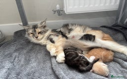 Maine Coon cats for sale: 3 beautiful Maine coon babies READY NOVEMBER - Image 2