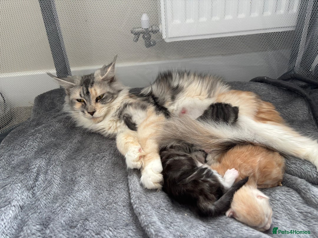 Maine Coon cats for sale: 3 beautiful Maine coon babies READY NOVEMBER - Image 2
