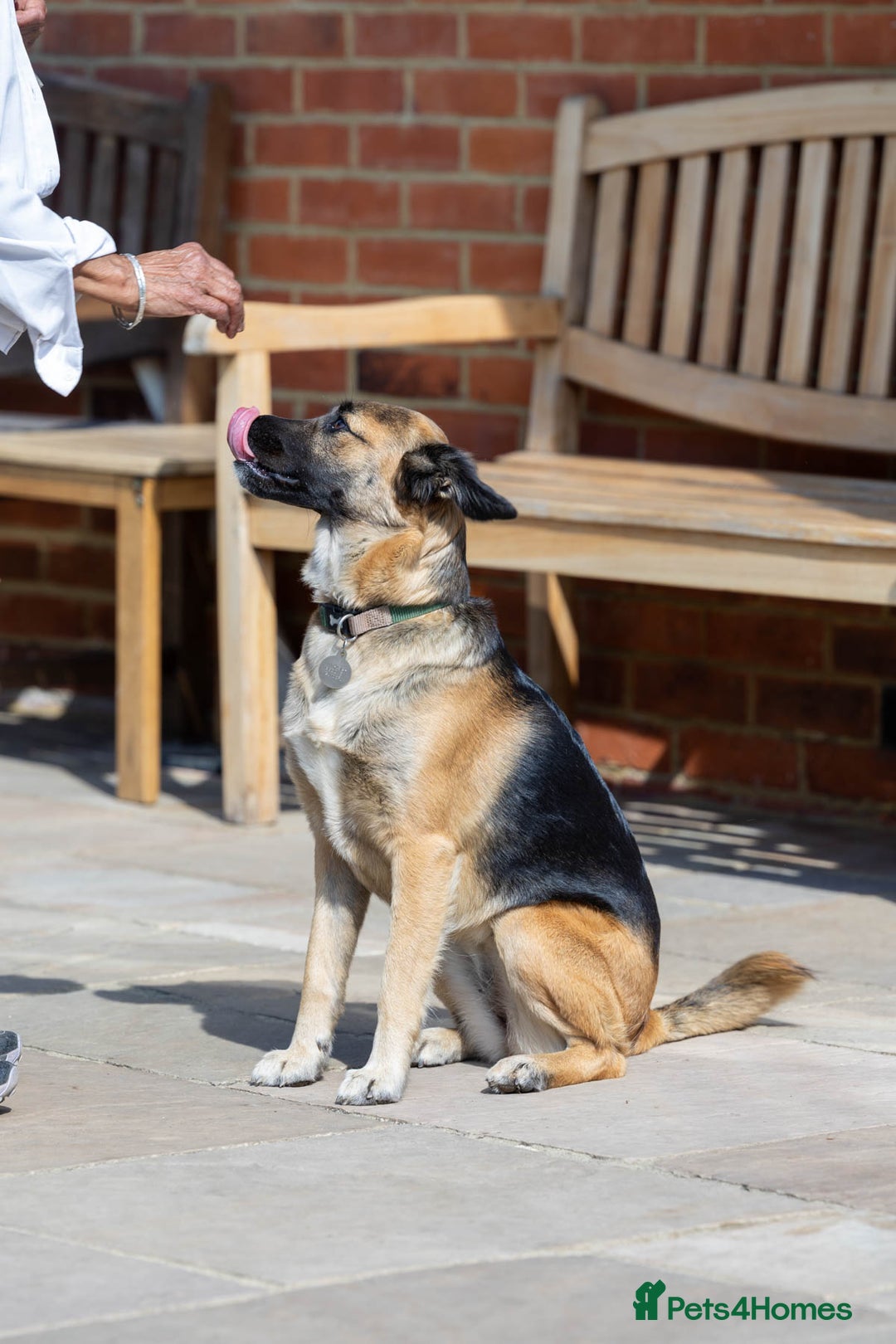 Mixed Breed dogs for adoption: Super Shelby - Image 5