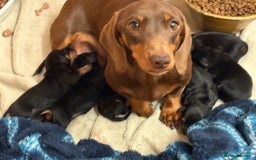 Miniature Dachshund dogs for sale: Beautiful litter of Black & Tan mini dachshunds - Image 4
