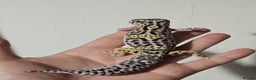 Leopard Gecko reptiles for sale: Last 2 female leopard geckos from 2025 - Advert 2