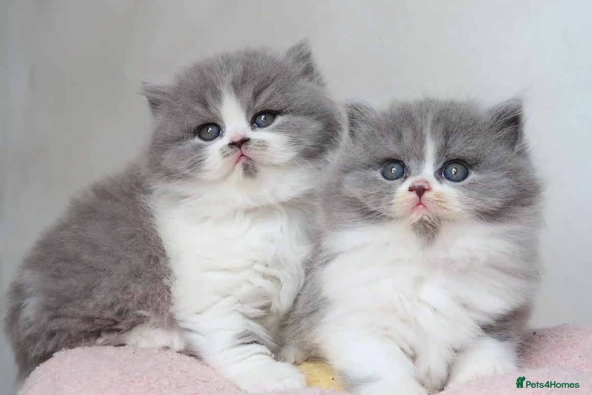 British Longhair cats PEDIGREE British Longhair kittens - Advert 11