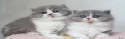 British Longhair cats for sale: PEDIGREE British Longhair kittens - Advert 3