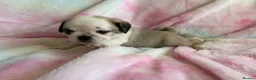 Pug dogs for sale: Beautiful pug puppies (4 males) available in Tiverton - Advert 7