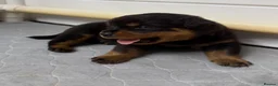 Rottweiler dogs for sale: Gentle Hearts & Beautiful Pure Rottweilers  - Advert 4