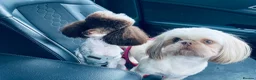 Shihpoo dogs for sale: Imperial toy Shih poo puppies  - Advert 8