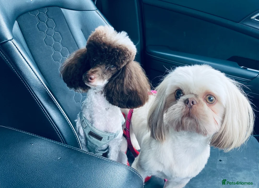 Shihpoo dogs for sale: Imperial toy Shih poo puppies  - Advert 8