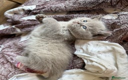 British Shorthair cats for sale: British shorthair kittens - Image 6