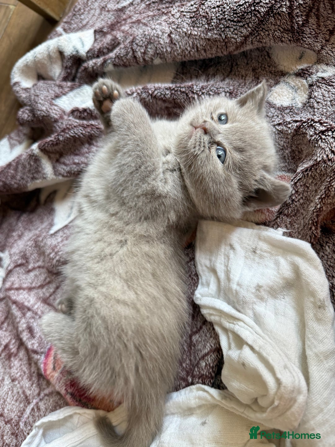 British Shorthair cats for sale: British shorthair kittens - Image 6