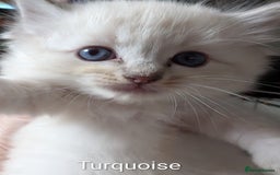 Ragdoll cats for sale: Stunning fluffy show quality ragdolls  - Image 15